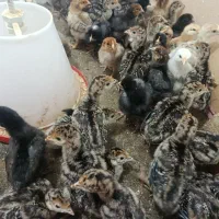 جوجه بوقلمون و جوجه مرغ هفت روزه