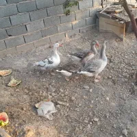 ۴ عدد غاز درشت و سالم دونه ای ۱۳۰۰