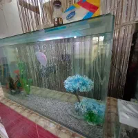 آکواریوم|ماهی|تبریز, |دیوار