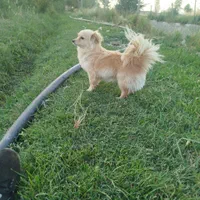 سگ پاکوتاه خونه گیی حیوان بسیار زیبا