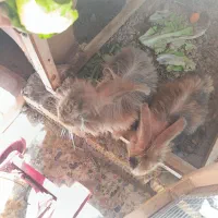 خرگوش