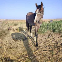 فروش|اسب و تجهیزات اسب‌سواری|شیراز, گویم|دیوار