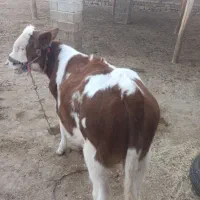 خریدار واقعی تماس|حیوانات مزرعه|مراوه, |دیوار