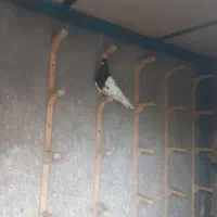 کبوتر فروشی