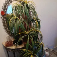 گلدان نخلی با گلدان سفالی|گل مصنوعی|تبریز, |دیوار