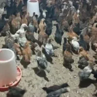جوجه یک ماهه