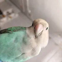 پرنده‌ی گمشده
