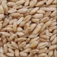 گندم خوشه طلایی ابی