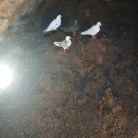 کبوتر پرشی