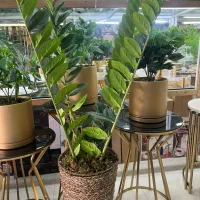 درختچه های مصنوعی|گل مصنوعی|خرم‌آباد, |دیوار