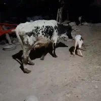 گاو با گوساله