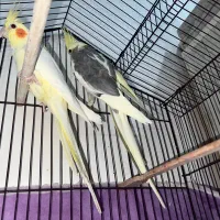 عروس هلندی مولد|پرنده|رشت, گیل|دیوار