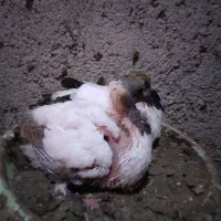 دو جفت کبوتر پرستویی جوجه برای فروش|پرنده|بابل, |دیوار