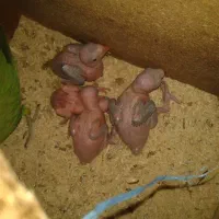 طوطی ملنگو مولد|پرنده|اصفهان, ارداجی|دیوار
