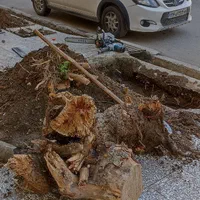 خدمات باغبانی تیلرزنی هرس کاری گل کاری و سمپاشی|خدمات باغبانی و درختکاری|مشهد, وکیل‌آباد|دیوار