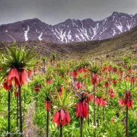 تور دشت لاله های واژگون فریدونشهر اصفهان