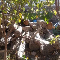 تعدادی درخت سالم و کهنه برای فروش|مصالح و تجهیزات ساختمان|خلخال, |دیوار