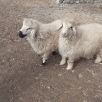 بره نر چاق|حیوانات مزرعه|سربیشه, |دیوار