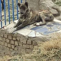 سگ..|سگ|ملایر, |دیوار