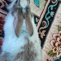 خرگوش|موش و خرگوش|مسجد سلیمان, |دیوار
