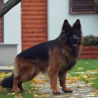 ژرمن شپرد نر یک ساله