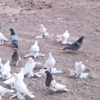قرمزی باش وپلاکی