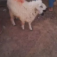 بره نر|حیوانات مزرعه|هیرمند, |دیوار