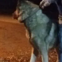 سگ|سگ|مهربان, |دیوار