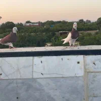کبوتر