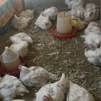 مرغ مادر|حیوانات مزرعه|زارچ, |دیوار