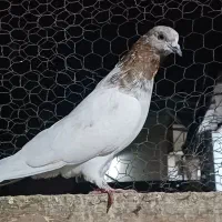 کبوتر|پرنده|بندر ترکمن, |دیوار