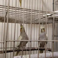 عروس هلندی جفت مولد با جوجه قفس و پایه لونه ...