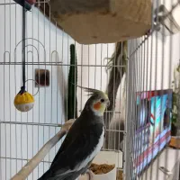 عروس هلندی سخنگو  و بازیگوش و سالم