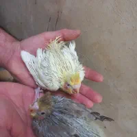 جوجه عروس سرلاکی