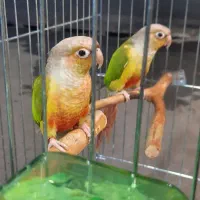 طوطی گرینچیک