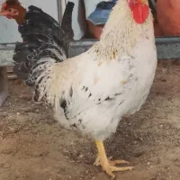 خروس گلین و محلی و...|حیوانات مزرعه|زمکان, |دیوار