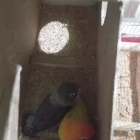 طوطی برزیلی|پرنده|تهران, هفده شهریور|دیوار