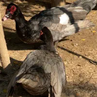 اردک مسکویی دودی و روئن فرانسه کیفیت بالا|پرنده|قائم‌شهر, |دیوار