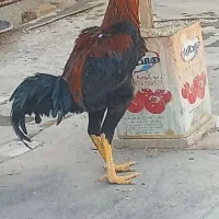 لاری