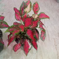 آگلونما رنگی مانسترا پتوس نخل