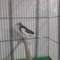 قناری|پرنده|بروجرد, |دیوار