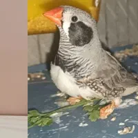 فروش گل وگلدان