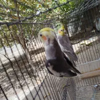 عروس هلندی ابلغ آهویی|پرنده|مشهد, چهاربرج|دیوار