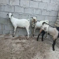 ۳ عدد نری چاق چرب  ۱۲ کیلویی