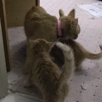 گربه گمشده|حیوانات|گلبهار, شهر جدید گلبهار|دیوار