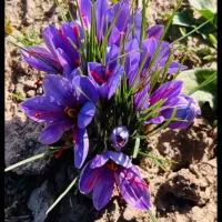 زعفران|خوردنی و آشامیدنی|تهران, اباذر|دیوار