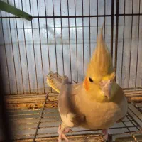 عروس هلندی