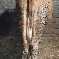 گاو شیری سمینتال|حیوانات مزرعه|نظر کهریزی, |دیوار