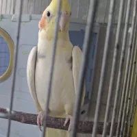 عروس هلندی مولد