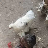 مرغ و خروس زینتی ( برهما + کوشین)|حیوانات مزرعه|اصفهان, خواجو|دیوار